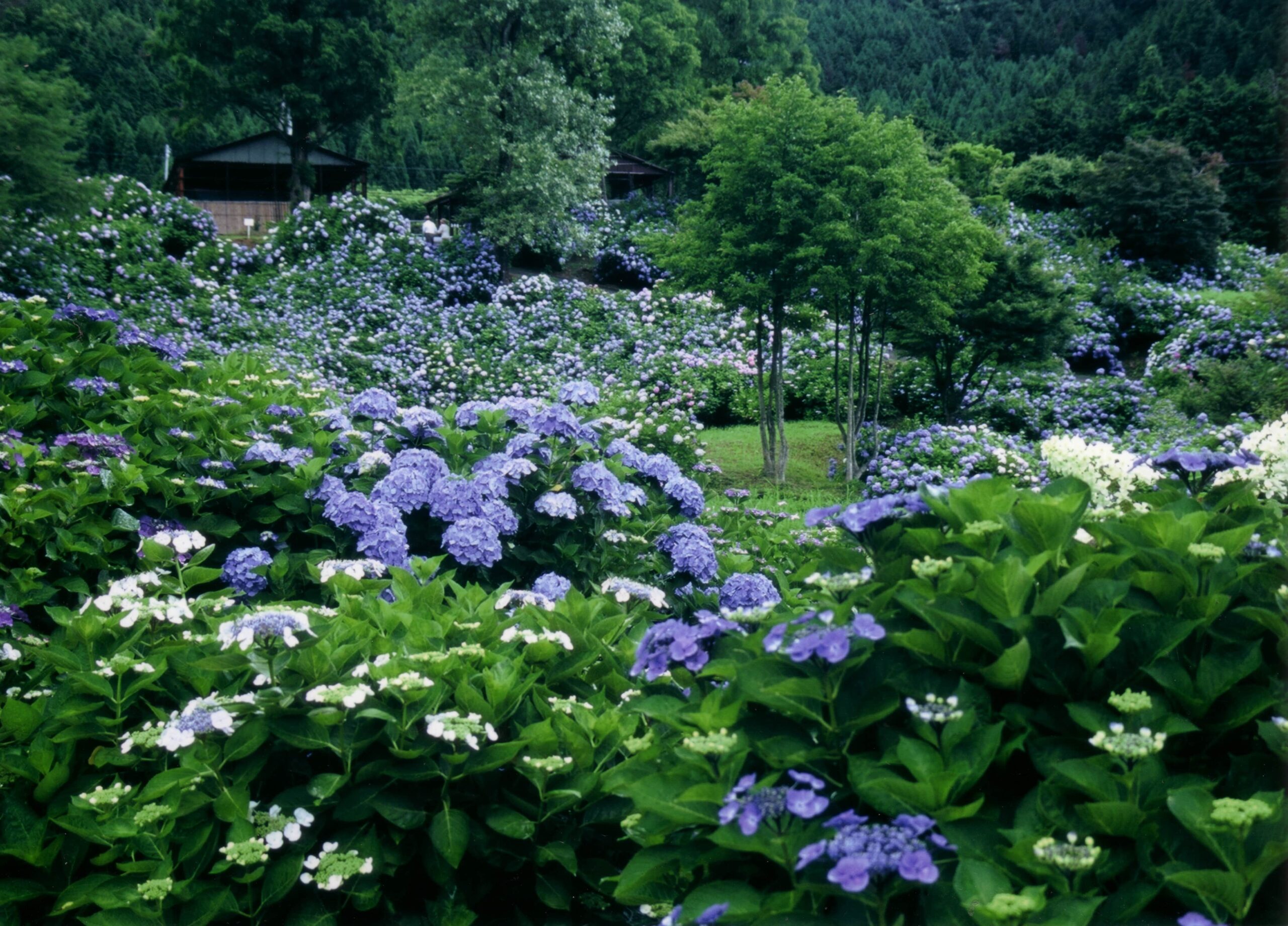 Maizuru-Nature-and-Cultural-Park