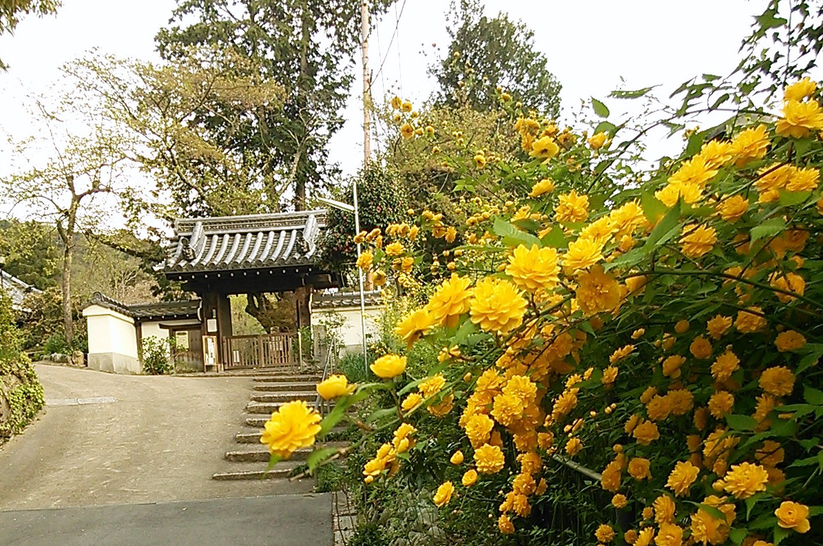 A pathway to Eshin-in Temple flanked by vibrant yellow flowers and lush greenery.