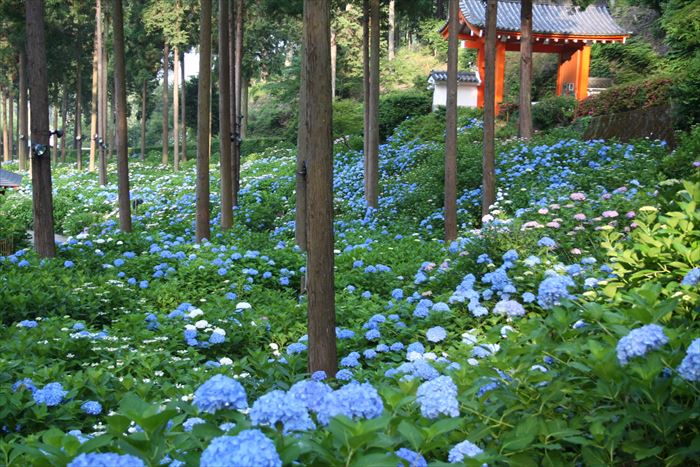 Colorful hydrangeas and trees in the Mimuroto-ji Temple grounds