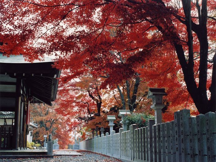 Kuwata-jinja shrine with autumn leaves