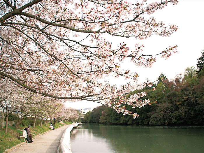 People sit on benches under cherry blossom trees by a pond in Nango Park, Kyoto.