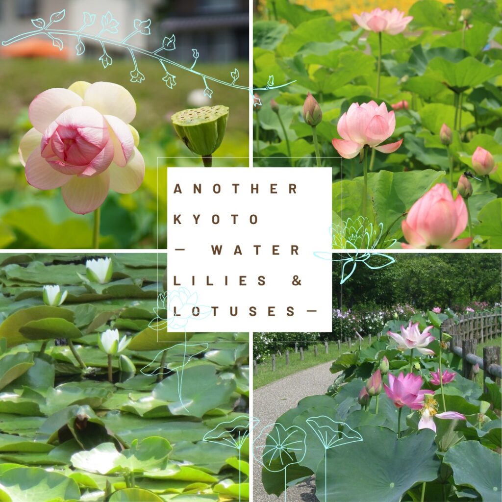 4 Great Spots for Water Lilies and Lotuses in Kyoto Prefecture