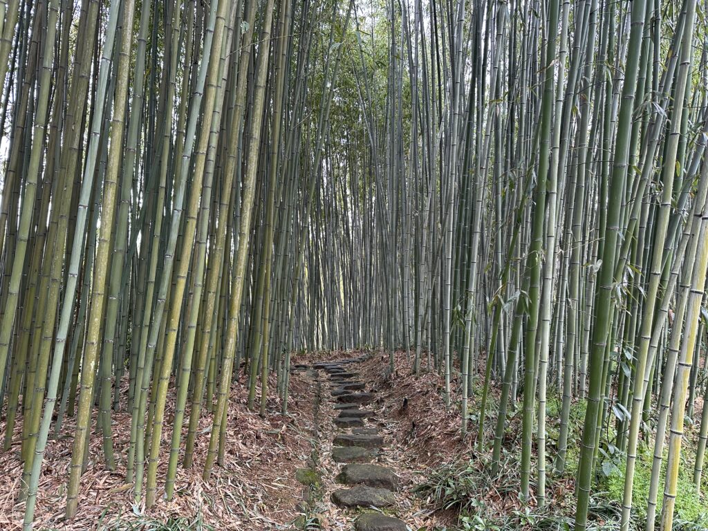 A rock path surrounded by bamboo trees