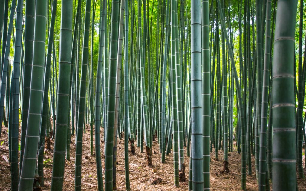 Bamboo stalks