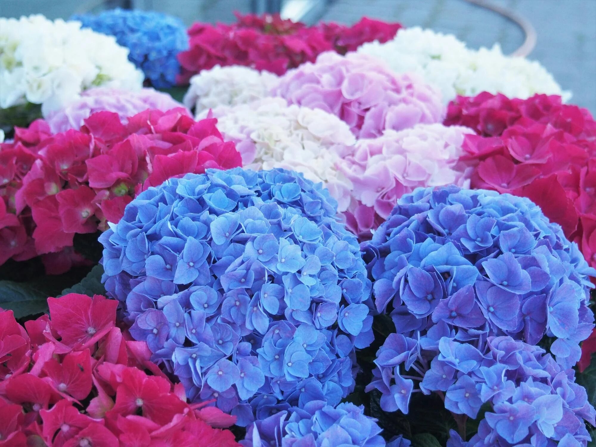 Close up of colorful hydrangeas