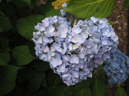 Heart Hydrangea at Mimuroto-ji Temple