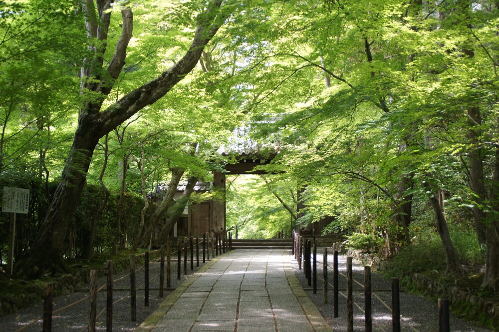 Enjoy the Nagaokakyo streets to Komyoji Temple that only the locals know