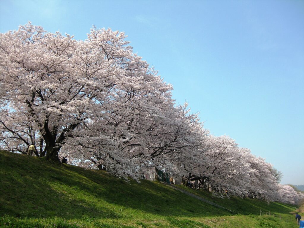 Road Trip to Explore the Cherry Blossoms of Southern Kyoto Prefecture