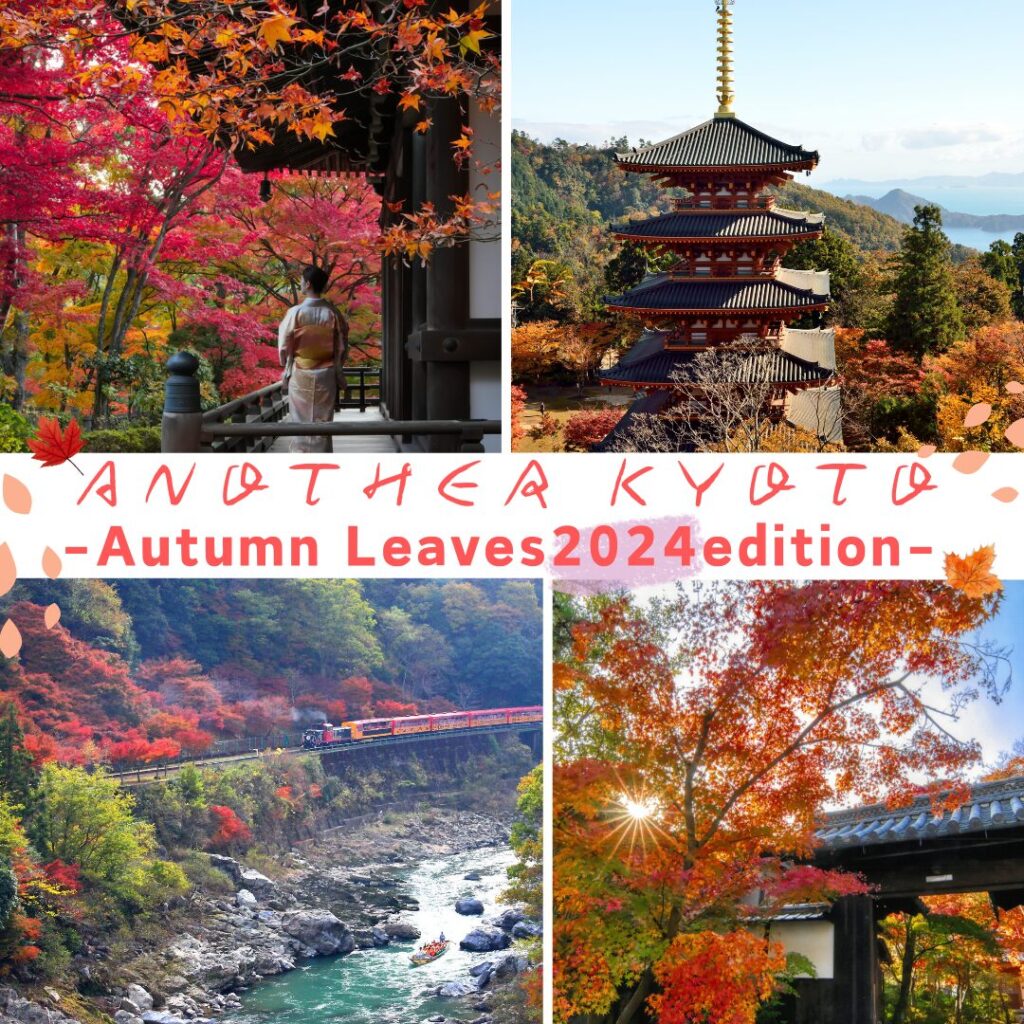 The Season for Autumn Leaves has Arrived♪ Where is your favorite?