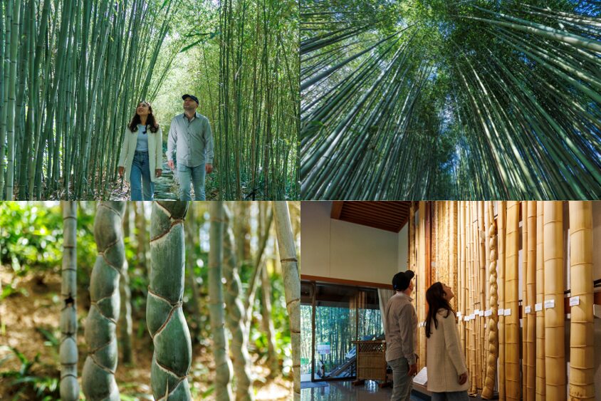 Bamboo tunnels and rare bamboo exhibits