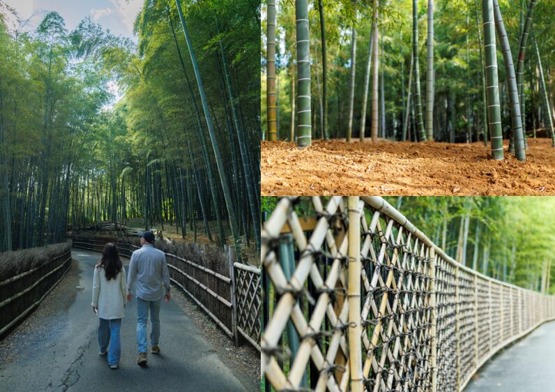 Walking down the Bamboo Path