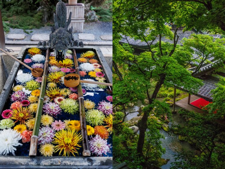 Yokoku-ji Temple grounds with trees and flowers