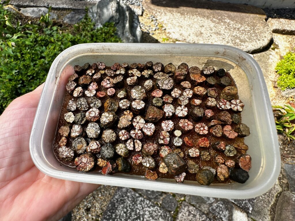 Sakura-shaped rocks in a bin