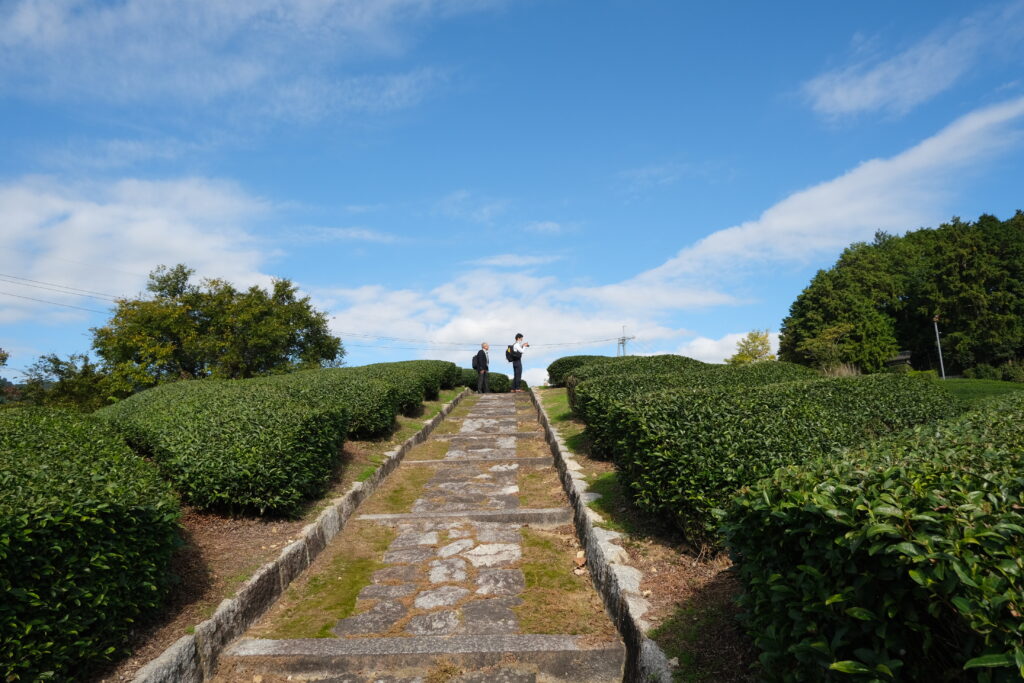 Stone path lined with tea plants