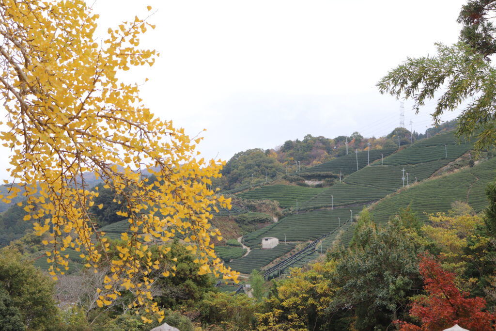 Tea fields stretching to the top of Kamatsuka mountain