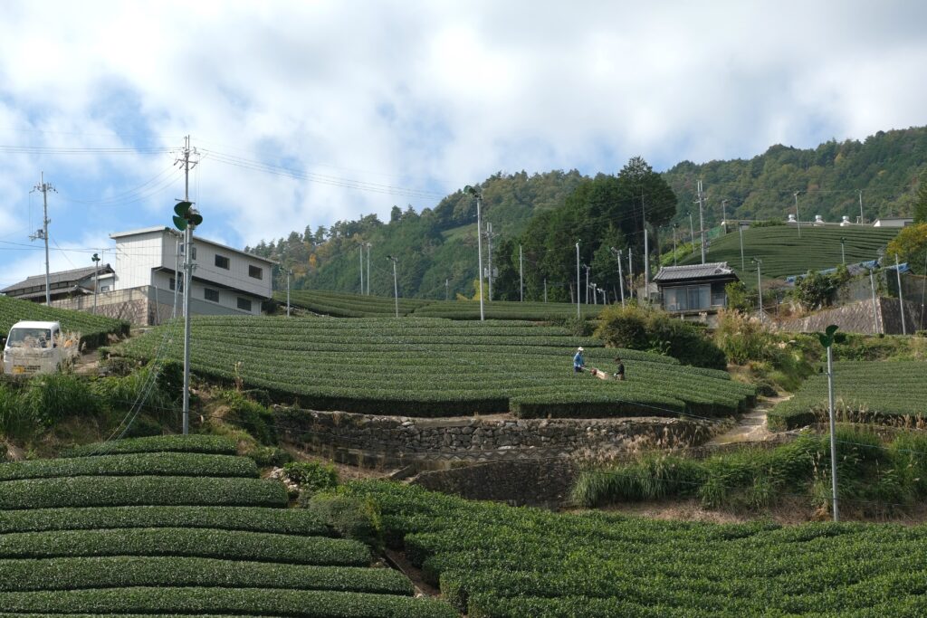 People working in tea fields