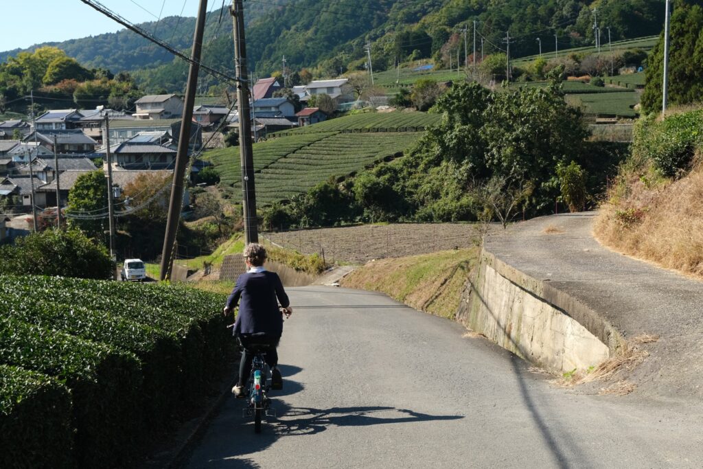 Cycling downhill past tea fields