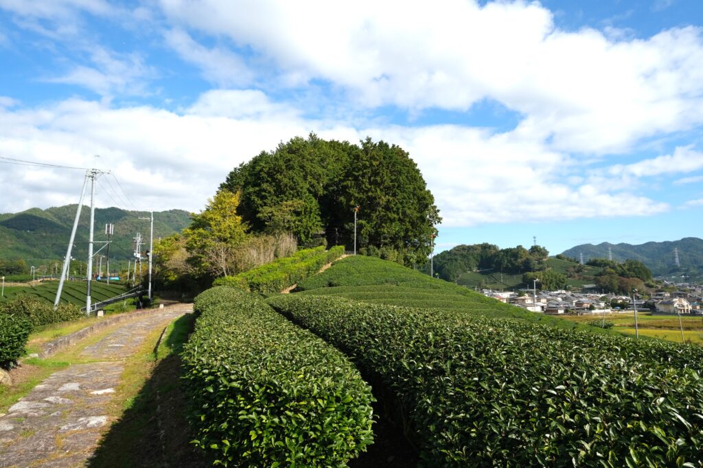 Tea plants lining the walking path