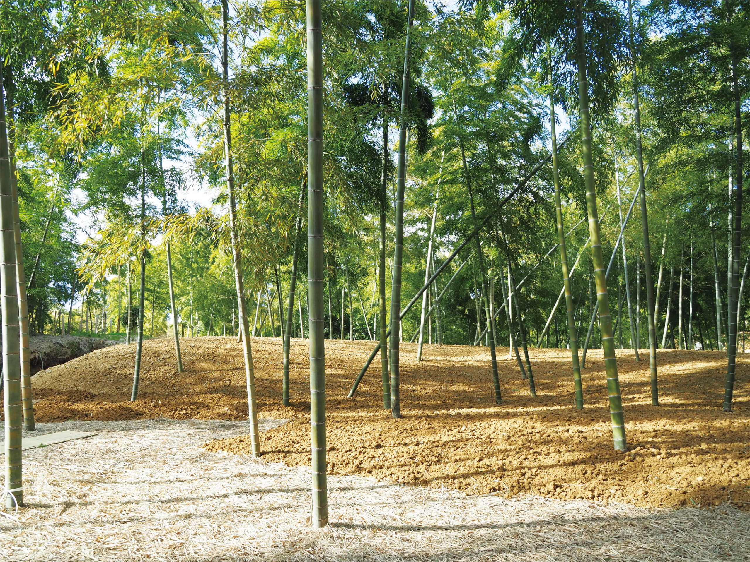 A maintained bamboo shoot field showing the wide spacing between bamboo stalks in the Muko Bamboo Path