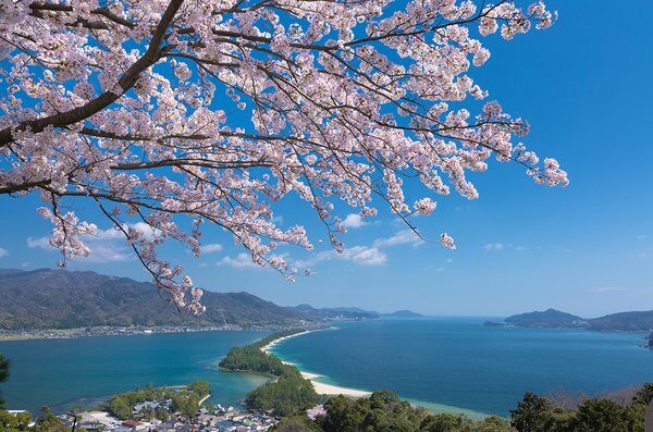 Cherry blossoms in bloom with Amanohashidate in the background