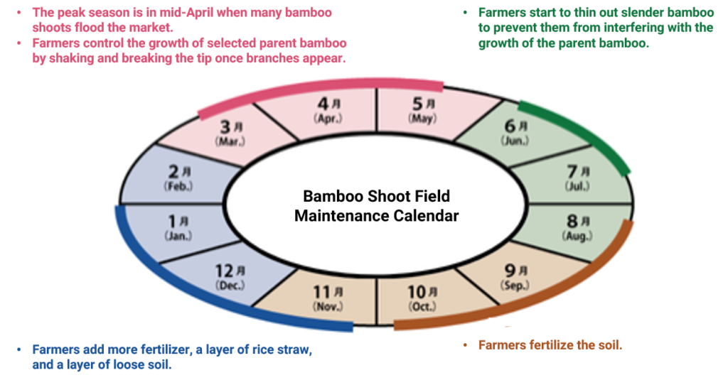 A bamboo shoot field maintenance calendar depicting the selection of parent bamboo, thinning of slender bamboo, addition of fertilizer, and soil maintenance.