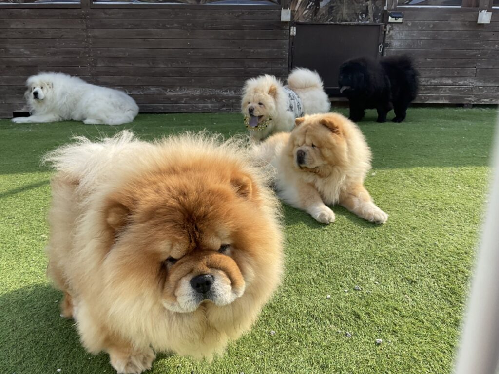 京都的可愛動物與絕美自然的自駕一日遊