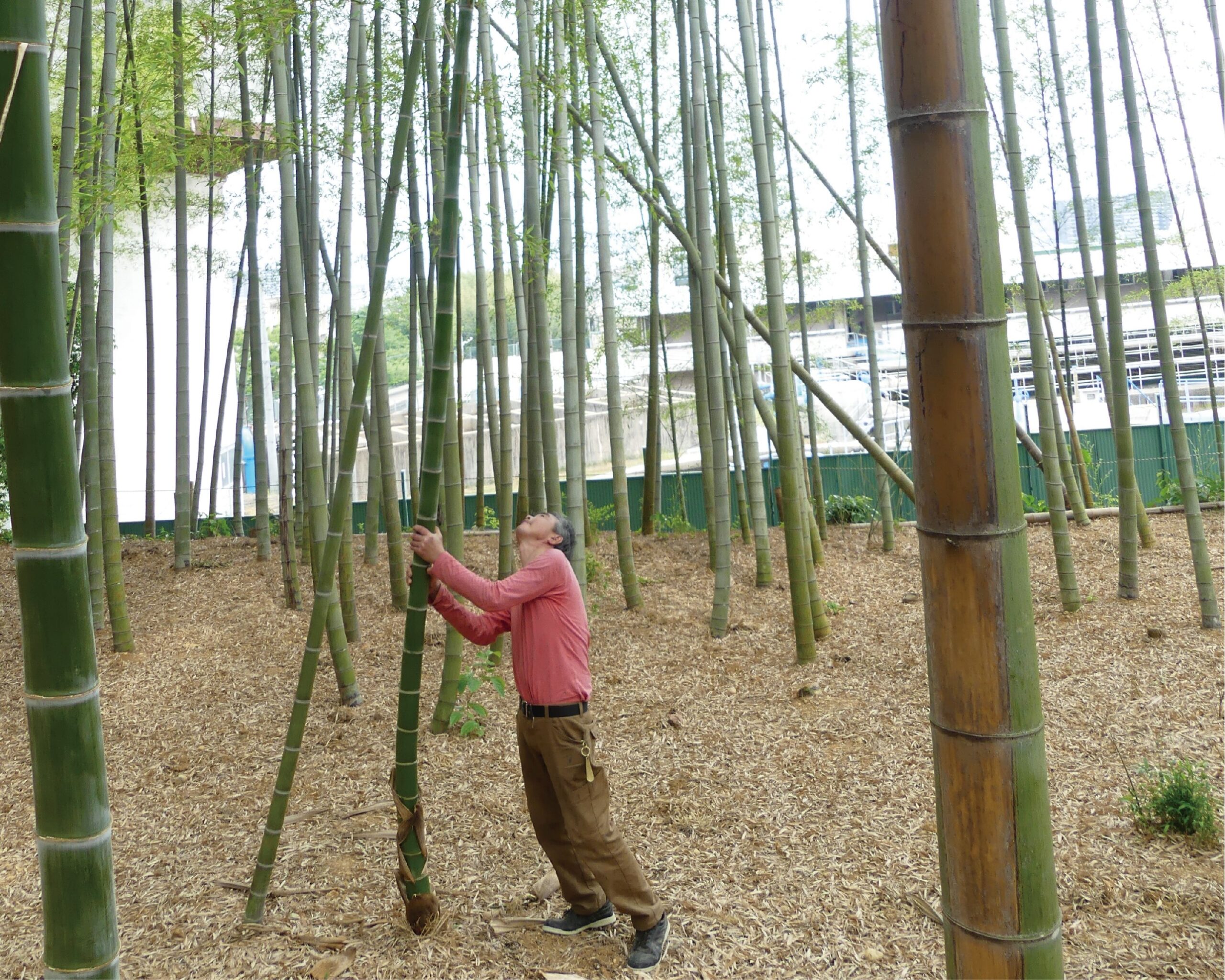 A bamboo farmer in a bamboo shoot field shakes a bamboo stalk to break the tip