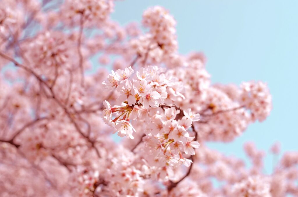 A close-up shot of cherry blossoms in bloom