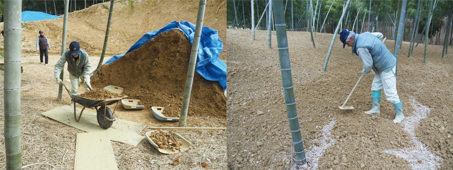 Bamboo shoot farmers add fertilizer, rice straw, and soil to prepare for winter in the Muko Bamboo Path's bamboo shoot fields