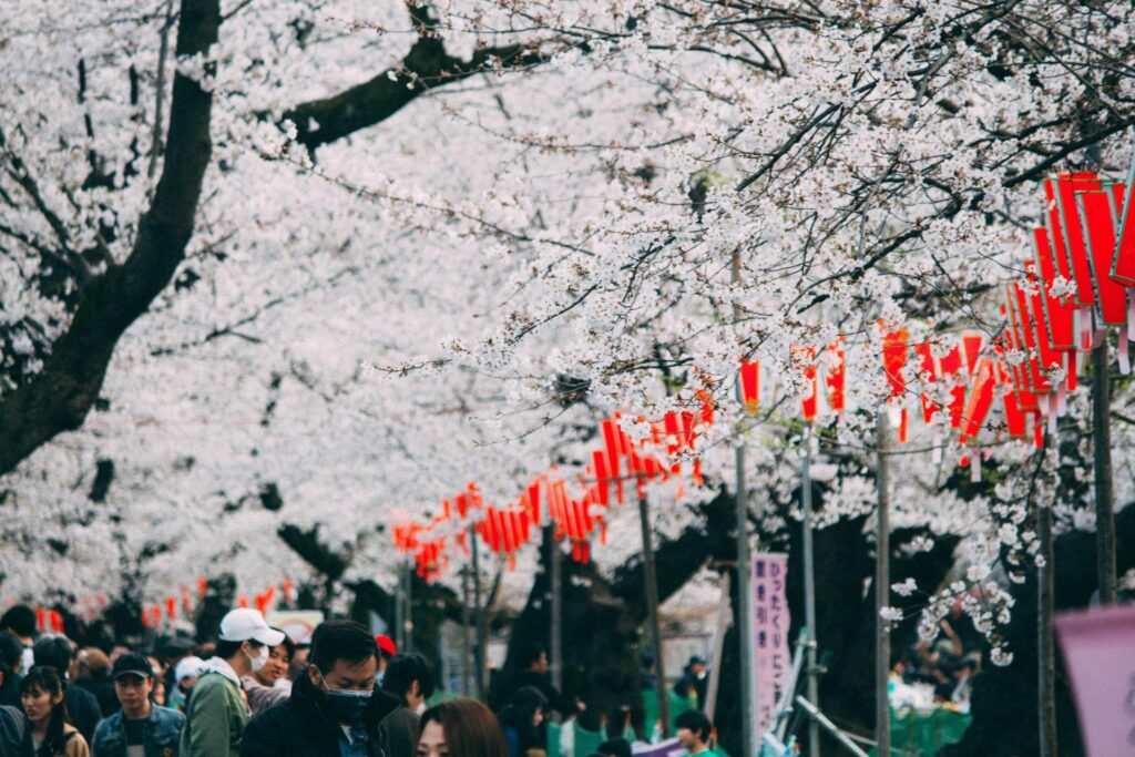 A crowd of people under cherry blossom trees in Kyoto, Japan